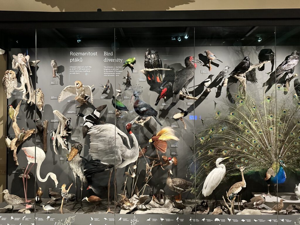 202212114 Muzeum Praha 1s 6 | SOS a SOU KH