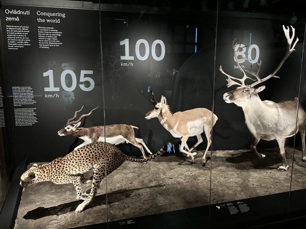 202212114 Muzeum Praha 1s 7 | SOS a SOU KH