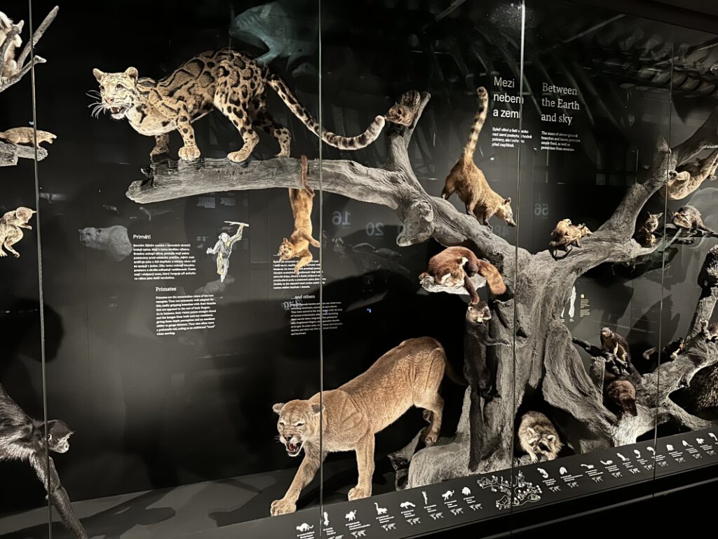 202212114 Muzeum Praha 1s 8 | SOS a SOU KH