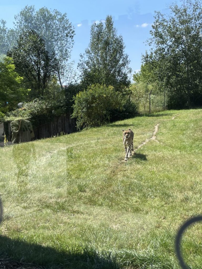 Foto Zoo 15 2 | SOS a SOU KH